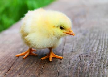 easter 349026 1920