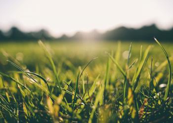 grass meadow sunshine 9056