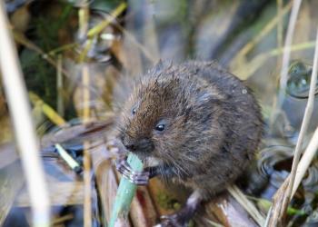 Bruno Leon RSPB Minsmere Suffolk