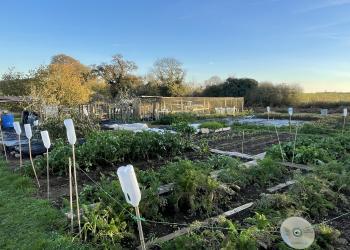 Bucklesham Allotments