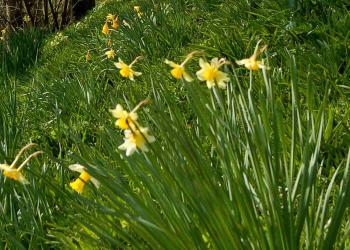 Daffodils lowestoft2