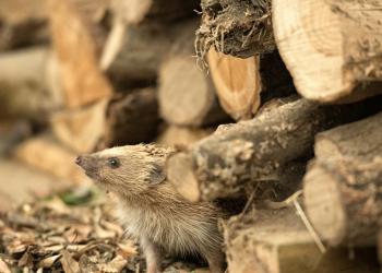 Hedgehog amongst logs
