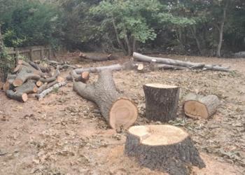 Turkey oak trunk and stems