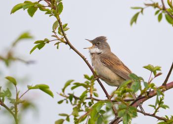 WHITETHROAT Natural England Allan Drewitt