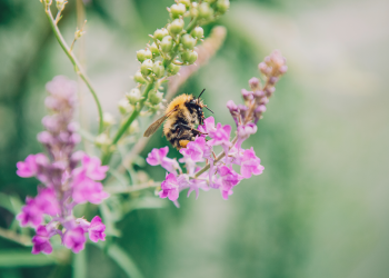 bee and wildflowers