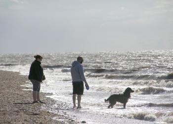 dogs on beach