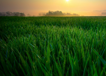 field at sunset