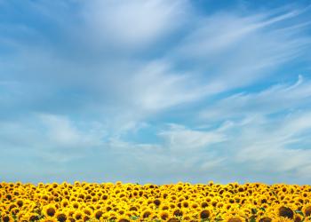 sunflowers