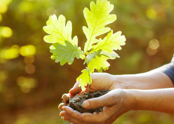 tree planting