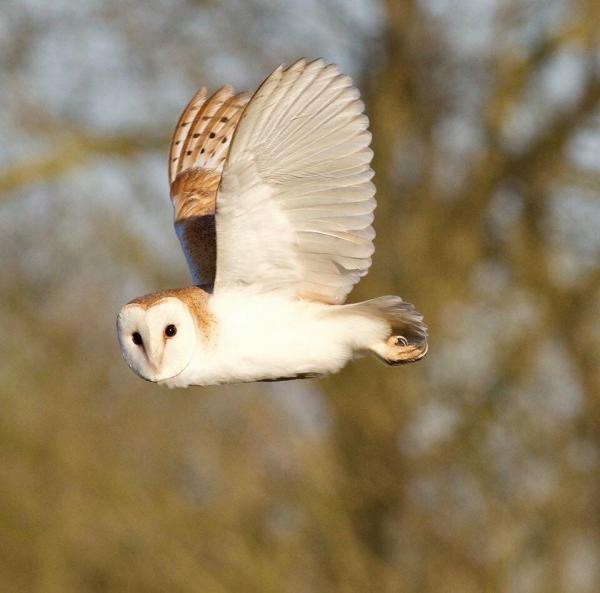 JamesAllen1 CarltonMarshes