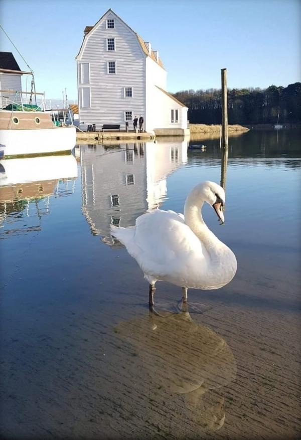FIRST MikeWhitby Woodbridge