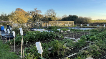 Allotments next to a field