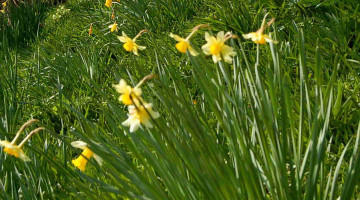 Yellow flowers in long grass