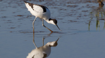 A white and black bird wading in shallow water