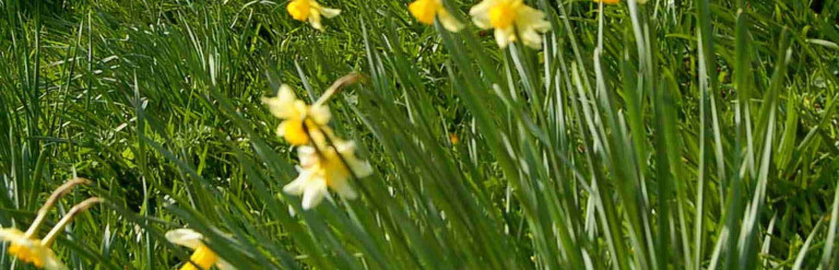 Yellow flowers in long grass