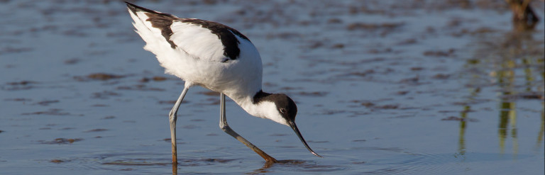 A white and black bird wading in shallow water
