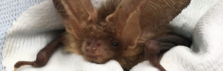 A photo of someone holding a brown long-eared bat
